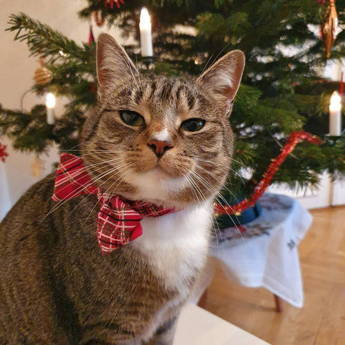 Mimi, Germany