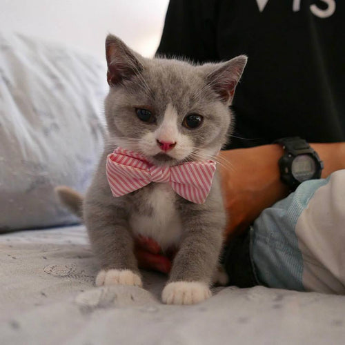Milo, USA