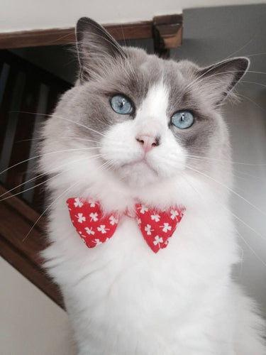 Figaro, France
