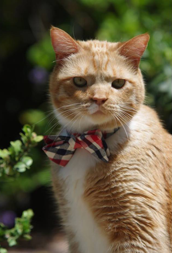 Hobbes, USA