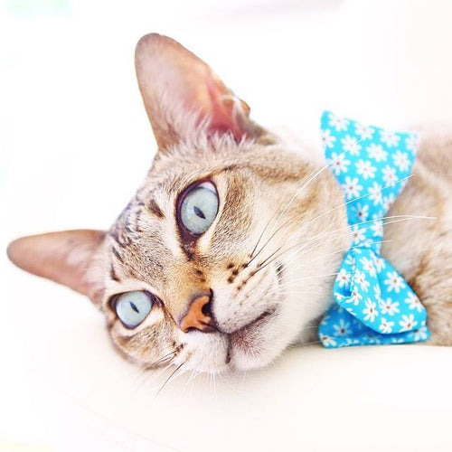 Milo, United Kingdom