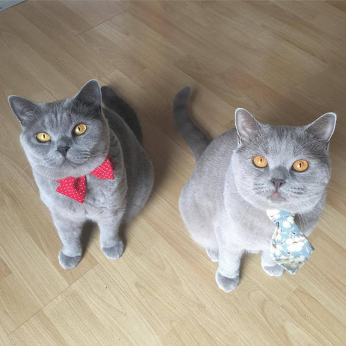 Minou & Muffin, Germany