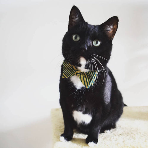 Mr. Blackie, Germany