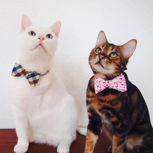 Pablo & Emil, Germany